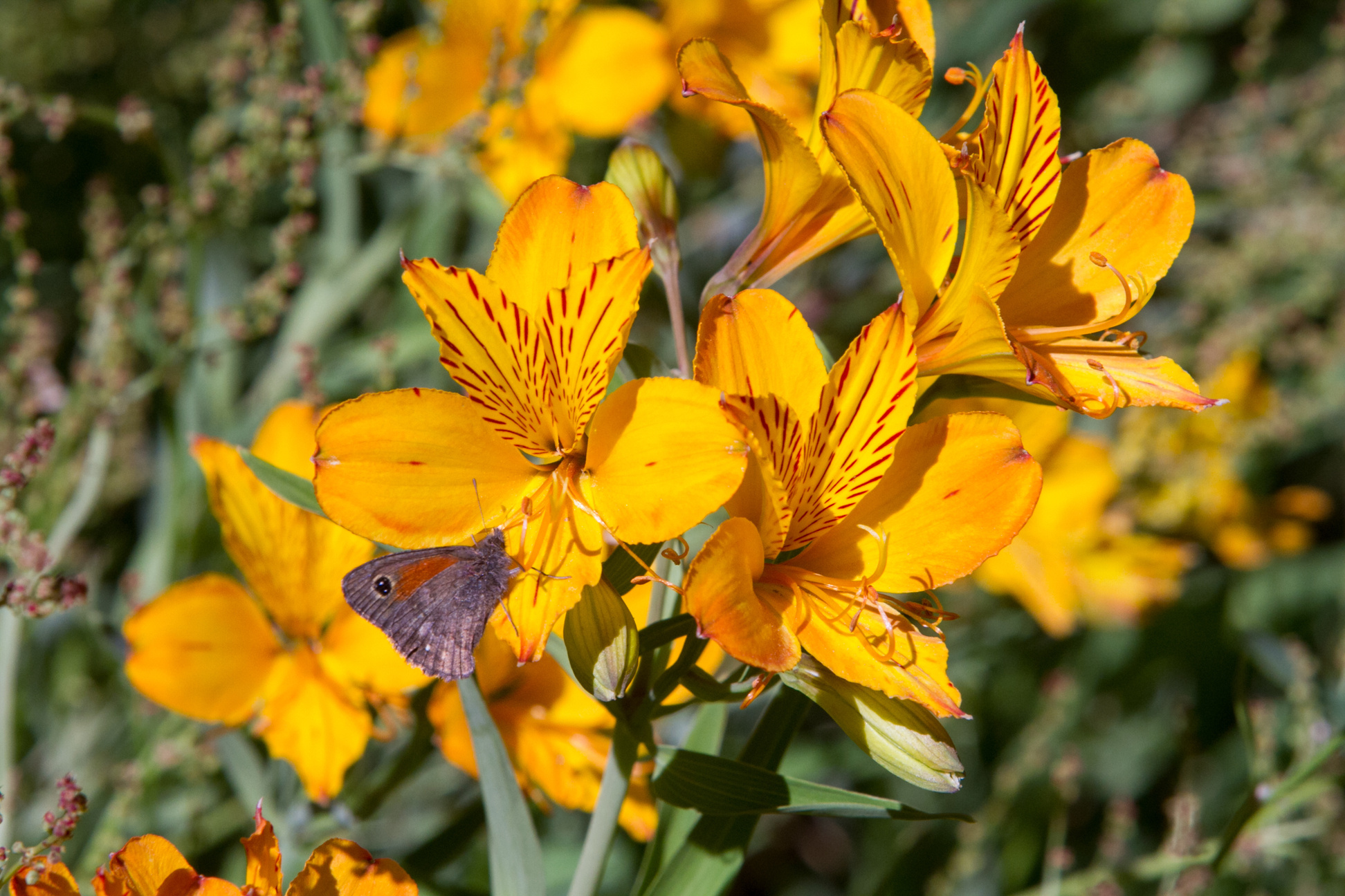 Closeup shot of blooming yellow Amancay wildflowers